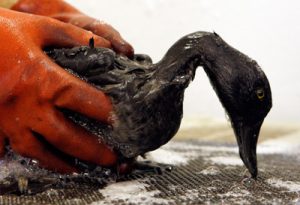 cleaning-oil-spill-2